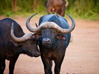 Buffalo in Entabeni Game Reserve