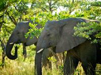 Elephants in Entabeni Game Reserve