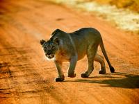 Lioness in Entabeni Game Reserve