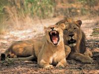 Lion Pair in Entabeni Game Reserve
