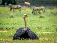 Ostrich in Entabeni Game Reserve
