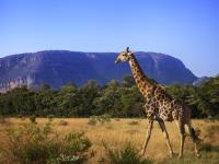Giraffe in Entabeni Game Reserve